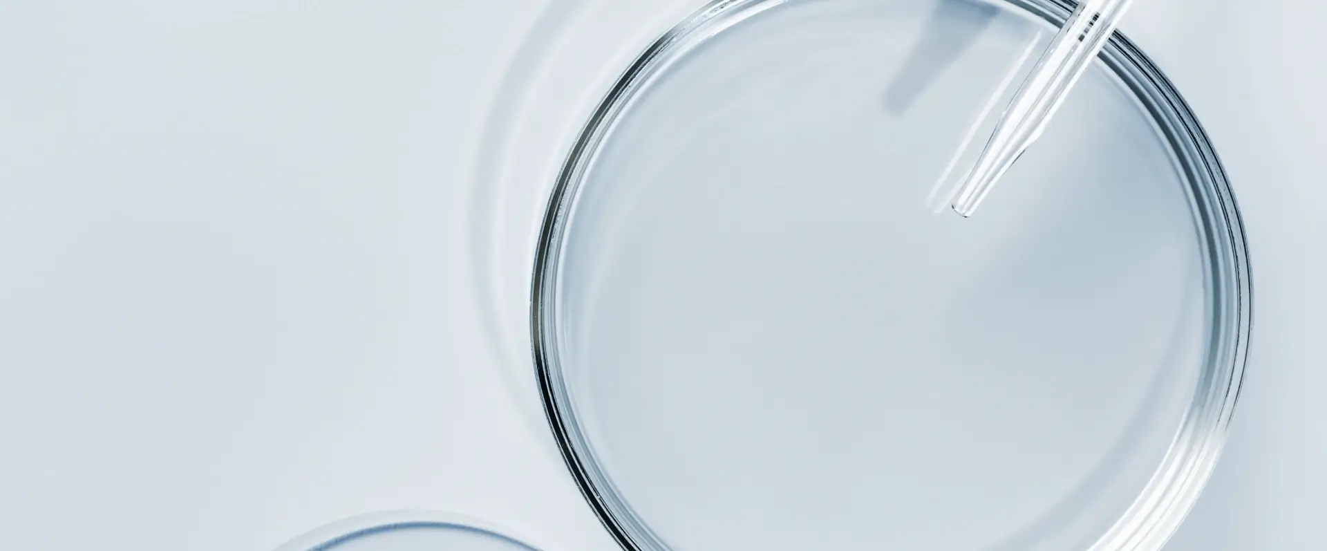 research and development coree Ricerca e sviluppo Coree - Piastra di petri